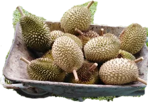 Fresh Durian Fruitsin Basket PNG Image