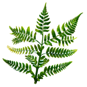 Fresh Fern Leaf Texture Png Bpo PNG Image