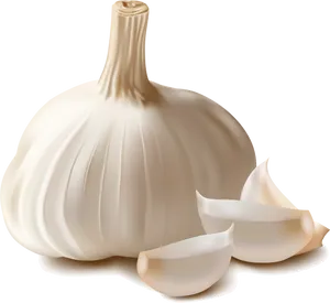 Fresh Garlic Bulband Cloves PNG Image