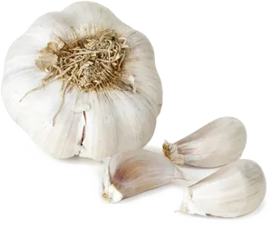 Fresh Garlic Bulband Cloves PNG Image