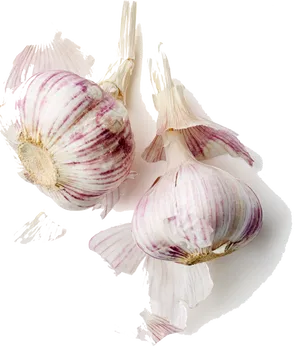 Fresh Garlic Bulbs Isolated PNG Image