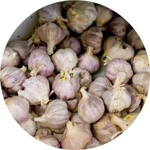 Fresh Garlic Bulbs Top View PNG Image