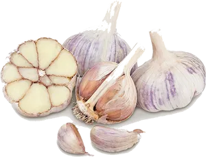 Fresh Garlic Bulbsand Cloves PNG Image