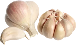 Fresh Garlic Bulbsand Cloves PNG Image