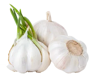 Fresh Garlic Bulbswith Green Sprouts.png PNG Image