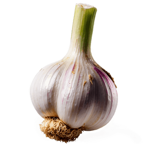 Fresh Garlic PNG ipt PNG image with transparent background