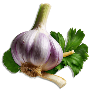 Fresh Garlic PNG svu72 PNG image with transparent background