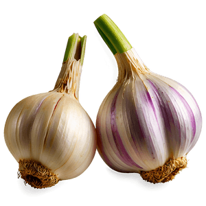 Fresh Garlic PNG xgi PNG image with transparent background