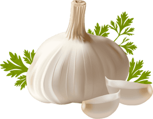 Garlic Png - Garlic Clipart, Transparent Png PNG with transparent background