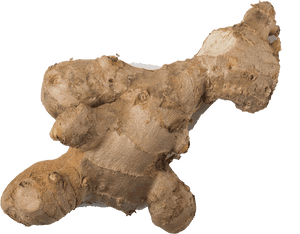 Fresh Ginger Root PNG image with transparent background