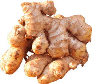 Fresh Ginger Root Cluster.png PNG image with transparent background