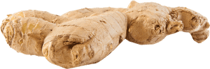 Fresh Ginger Root Isolated PNG with transparent background