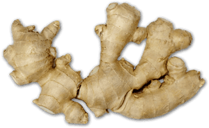 Fresh Ginger Root Isolated PNG with transparent background