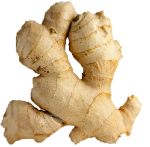 Fresh Ginger Root Isolated PNG Image