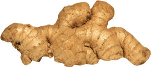 Fresh Ginger Root Isolated PNG with transparent background
