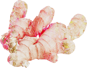 Fresh Ginger Root Isolated PNG image with transparent background