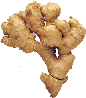 Fresh Ginger Root Isolated PNG image with transparent background