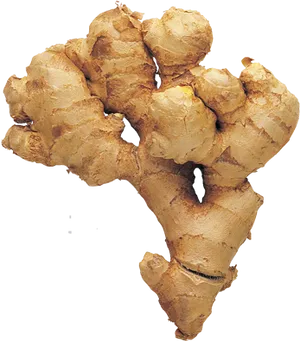 Fresh Ginger Root Isolated PNG Image