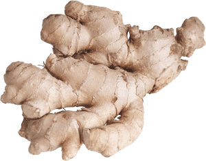 Fresh Ginger Root PNG image with transparent background