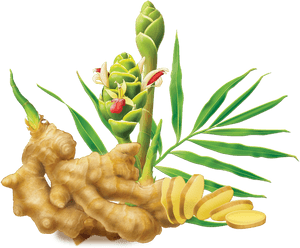 Fresh Ginger Rootand Plant Illustration PNG with transparent background