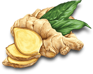 Fresh Ginger Rootand Slices.png PNG with transparent background