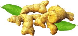 Fresh Ginger Rootwith Leaves PNG image with transparent background