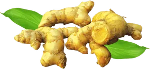 Fresh Ginger Rootwith Leaves PNG Image