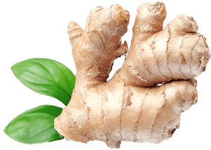 Fresh Ginger Rootwith Leaves.png PNG with transparent background