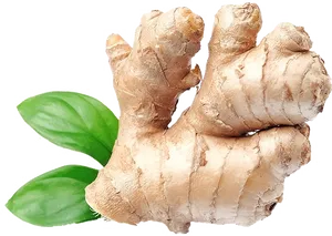 Fresh Ginger Rootwith Leaves.png PNG Image