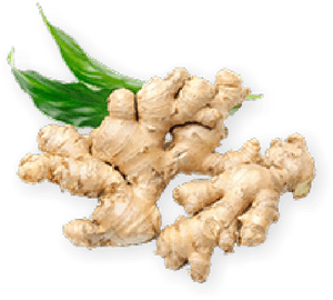Fresh Ginger Rootwith Leaves PNG image with transparent background