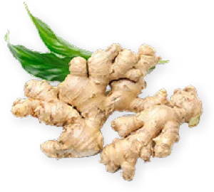 Fresh Ginger Rootwith Leaves PNG Image