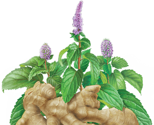 Ginger Peppermint - Herb, HD Png Download PNG with transparent background