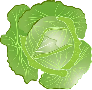 Fresh Green Cabbage Illustration.png PNG Image