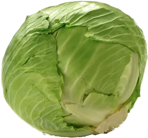 Fresh Green Cabbage Isolated PNG Image