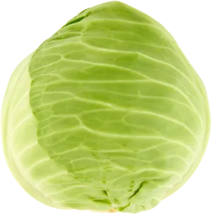 Fresh Green Cabbage Isolated PNG Image