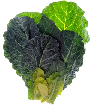 Fresh Green Cabbage Leaves PNG Image