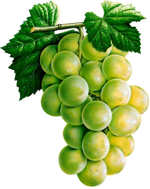 Fresh Green Grape Cluster.png PNG Image