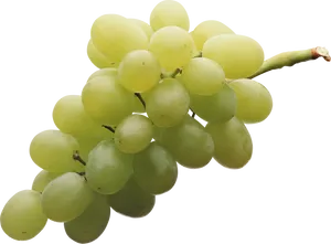 Fresh Green Grape Cluster.png PNG Image