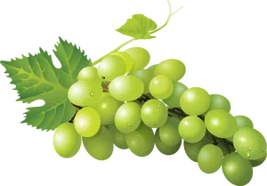 Fresh Green Grapes Cluster PNG Image