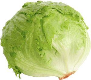 Transparent Romaine Lettuce Png - Iceberg Lettuce Png, Png Download PNG image with transparent background
