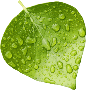 Leaf - Wet Leaf Clipart, HD Png Download PNG