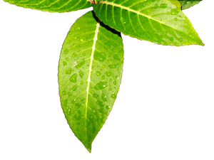 Fresh Green Leaveswith Water Droplets.jpg PNG image with transparent background