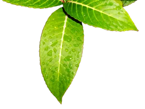 Fresh Green Leaveswith Water Droplets.jpg PNG Image