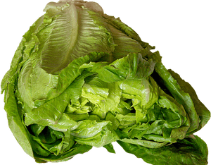 Transparent Lettuce Png - Lettuce, Png Download PNG image with transparent background