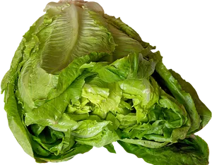 Fresh Green Lettuce Head PNG Image