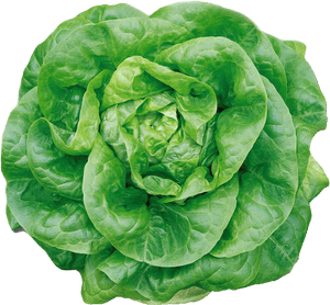 Pine Leaves Png Transparent Image - Butterhead Lettuce, Png Download PNG image with transparent background
