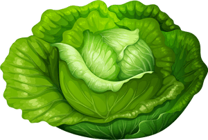 Transparent Salad Clip Art - Lettuce Clipart, HD Png Download PNG image with transparent background