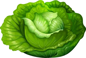 Fresh Green Lettuce Illustration PNG Image