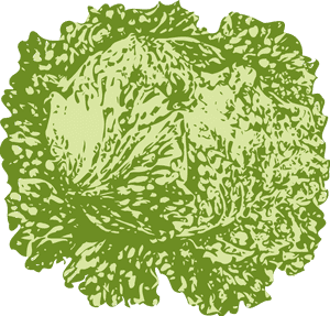 Lettuce Svg Clip Arts - Slice Of Lettuce, HD Png Download PNG image with transparent background