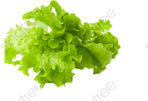 Vegetables Clipart Transparent - Lettuce Png, Png Download PNG image with transparent background